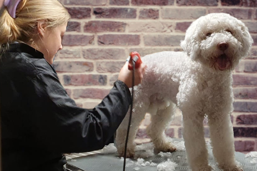 Grooming bei Dogcellent