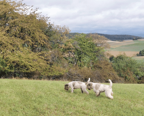 Lagotto Walk in der Natur