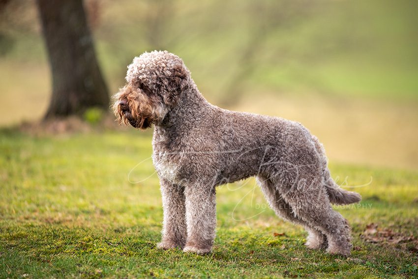 Hundefotografie Portfolio