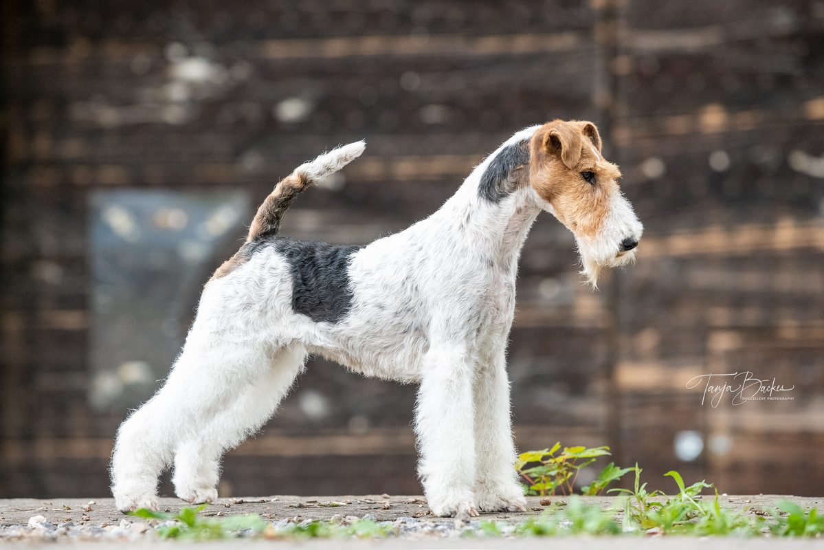 Hundefotografie Portfolio